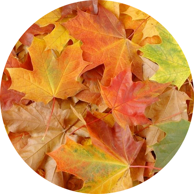 colorful fall leaves